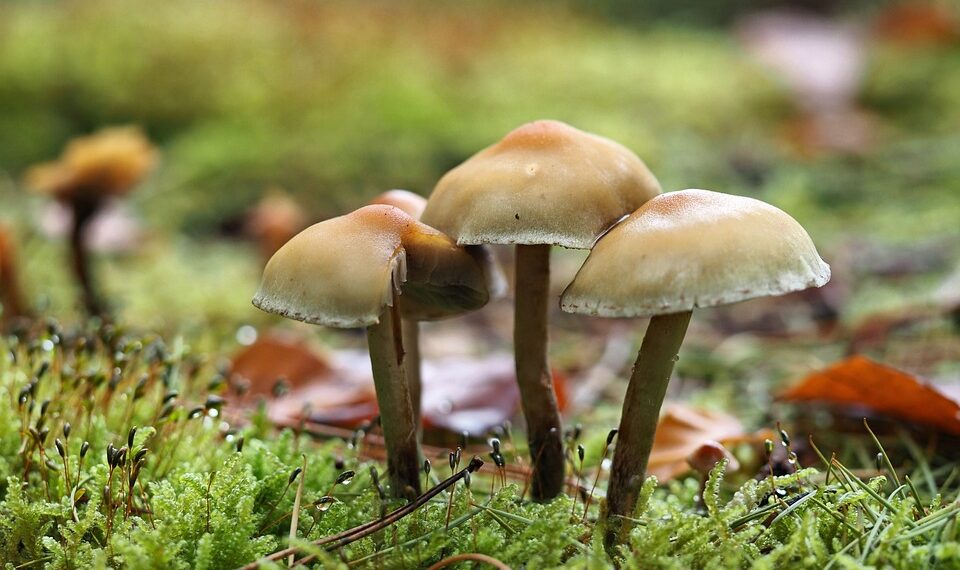 mushrooms 9912721 960 720.jpg