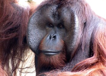 orangutan 164403 960 720.jpg