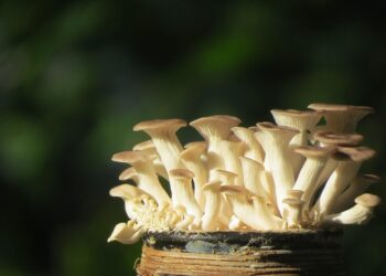 Average Age People Lose Their Virginity:

 Malaysia: 23
 India: 22.9
 Singapore: