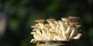 Average Age People Lose Their Virginity:

 Malaysia: 23
 India: 22.9
 Singapore: