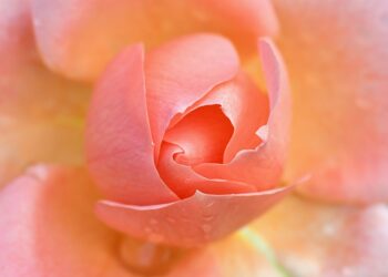 pink 9913529 960 720.jpg