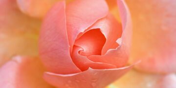 pink 9913529 960 720.jpg