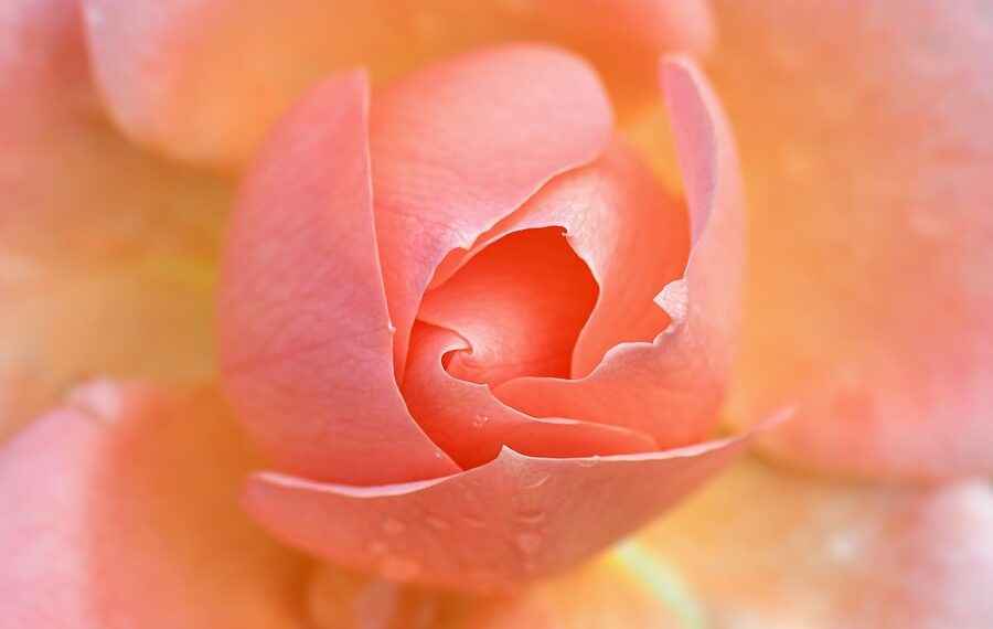 pink 9913529 960 720.jpg