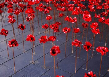 poppies 2585930 960 720.jpg