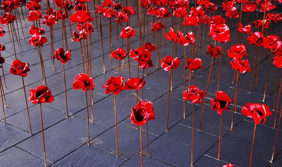 poppies 2585930 960 720.jpg