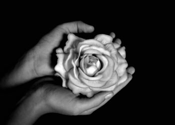 rose 6609526 960 720.jpg