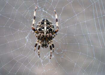 Top 20 Economies (2025) – GDP vs National Debt

1.  United States
GDP ⟶ $30.51 T