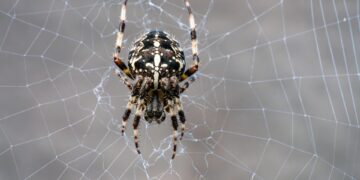 Top 20 Economies (2025) – GDP vs National Debt

1.  United States
GDP ⟶ $30.51 T