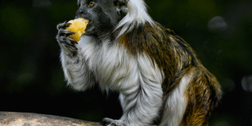 100 Most influential Women in History  

1.  Cleopatra
2.  Joan of Arc
3.  Queen