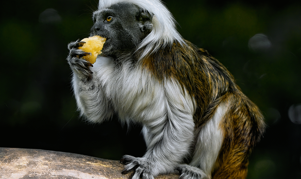 100 Most influential Women in History  

1.  Cleopatra
2.  Joan of Arc
3.  Queen