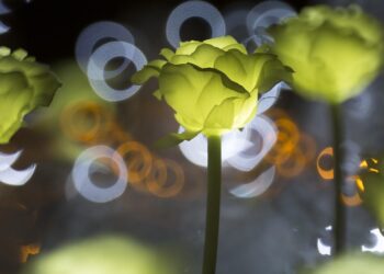 ulsan grand park 1113817 960 720.jpg