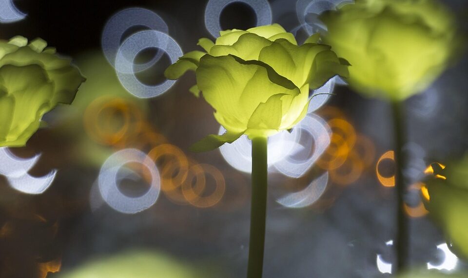 ulsan grand park 1113817 960 720.jpg