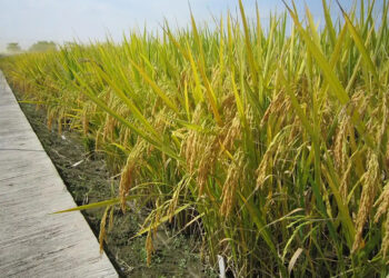 Chinese Scientists Decode Genetic Key to Rice's Heat Resistance