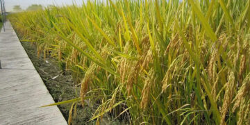 Chinese Scientists Decode Genetic Key to Rice's Heat Resistance