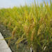 Chinese Scientists Decode Genetic Key to Rice's Heat Resistance