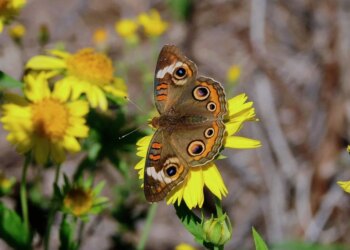 How To Download 4K And 8K YouTube Videos