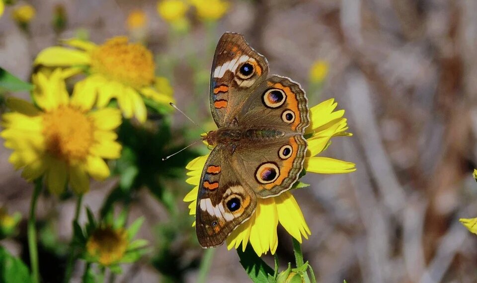 How To Download 4K And 8K YouTube Videos