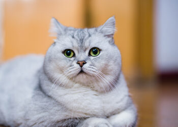 Huadong Medicine Rises as Ministry Approves Cat Weight-Loss Drug Application