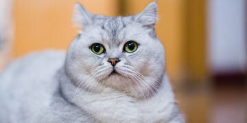 Huadong Medicine Rises as Ministry Approves Cat Weight-Loss Drug Application