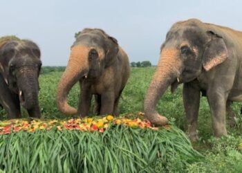 Seven elephants die in train collision in India