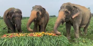 Seven elephants die in train collision in India