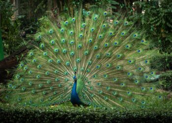 beautiful 10008358 960 720.jpg