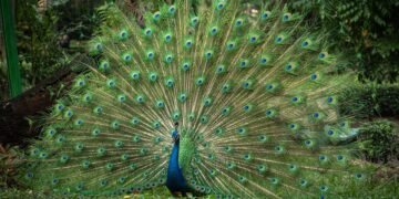 beautiful 10008358 960 720.jpg