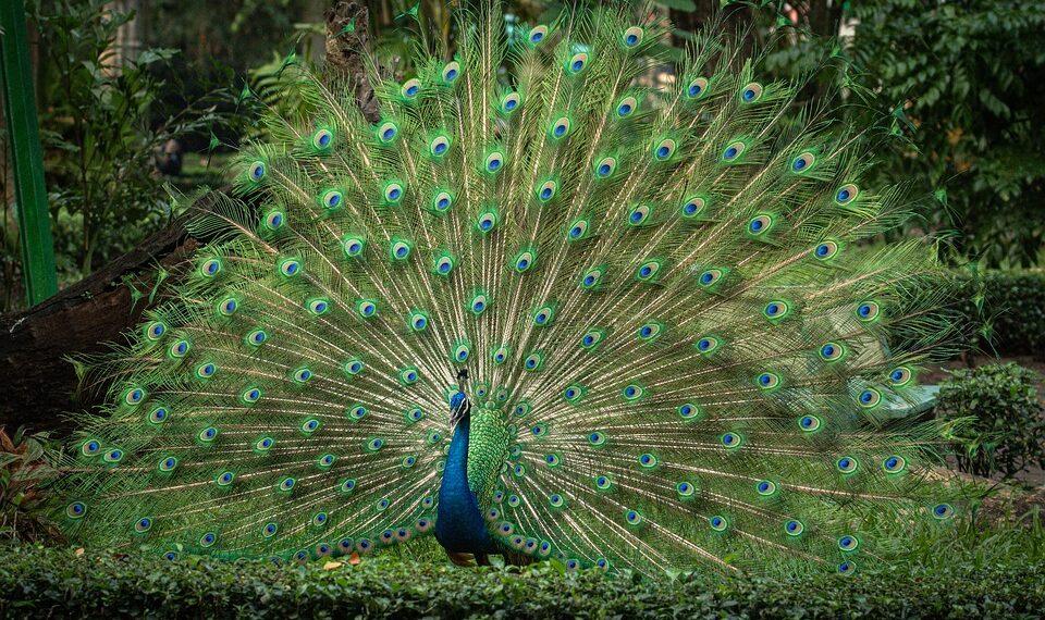 beautiful 10008358 960 720.jpg