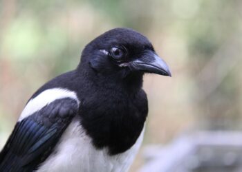 bird 4401347 960 720.jpg