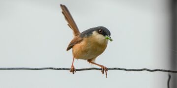 bird 9907645 960 720.jpg