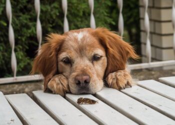 cricket 4822609 960 720.jpg