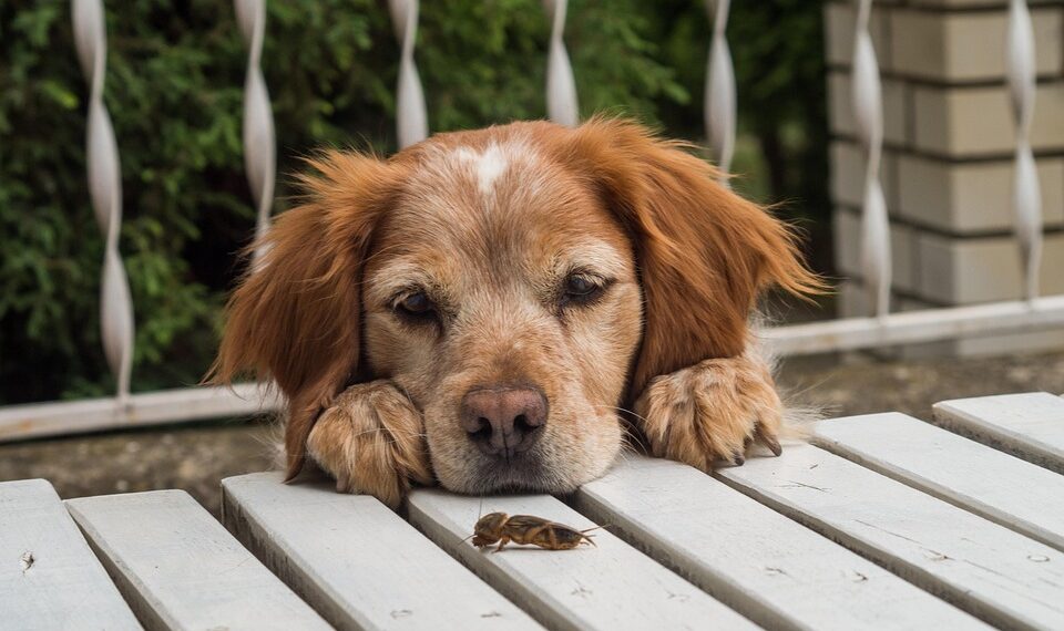 cricket 4822609 960 720.jpg