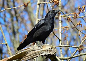 crow 5046191 960 720.jpg