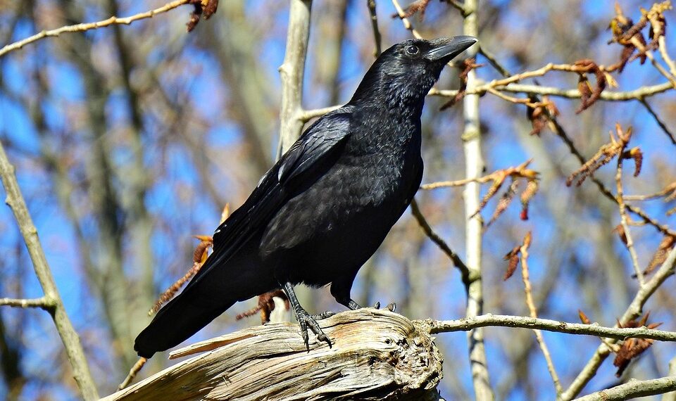 crow 5046191 960 720.jpg