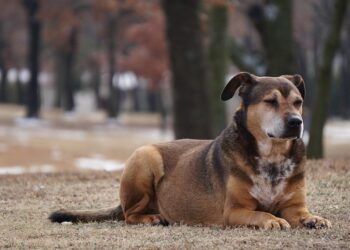 dog 1188420 960 720.jpg