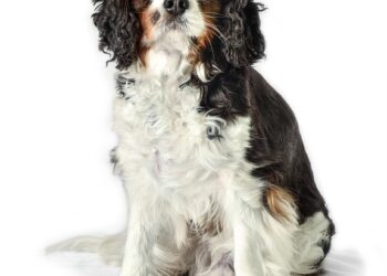 dog 7879338 960 720.jpg