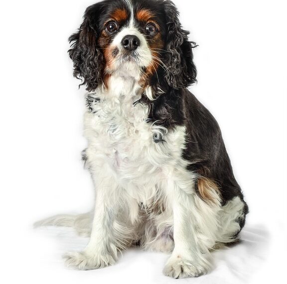 dog 7879338 960 720.jpg