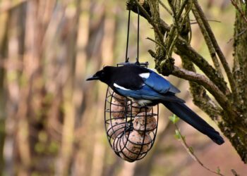 elster 5020147 960 720.jpg