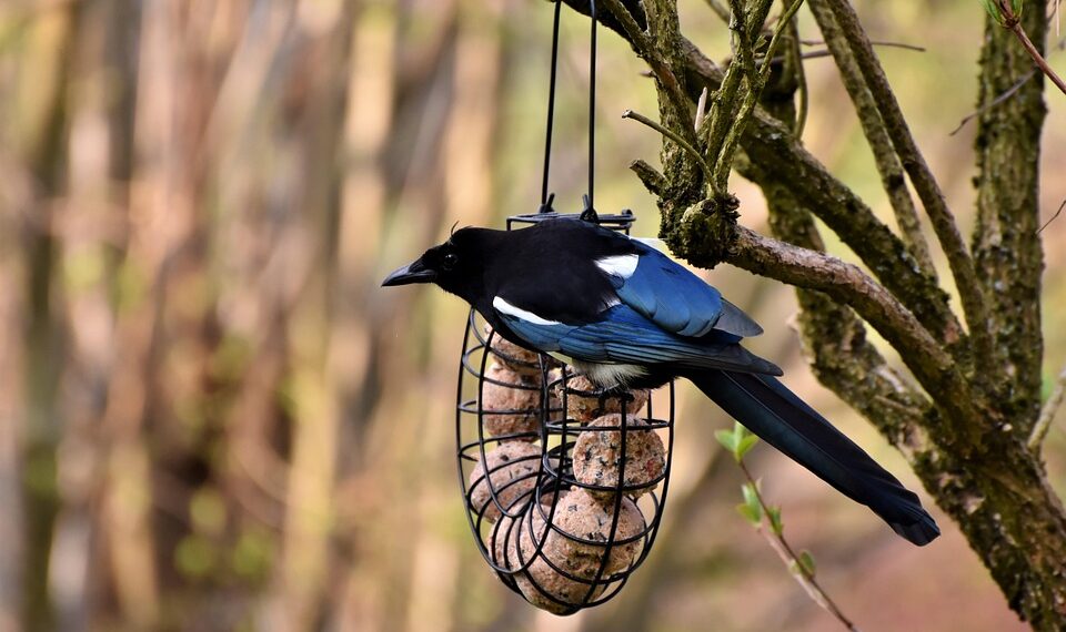 elster 5020147 960 720.jpg