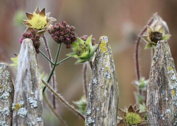 Top 20 Startup Cities in the World, 2025

1.  San Francisco, USA 
2.  New York,