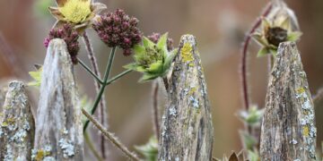 Top 20 Startup Cities in the World, 2025

1.  San Francisco, USA 
2.  New York,