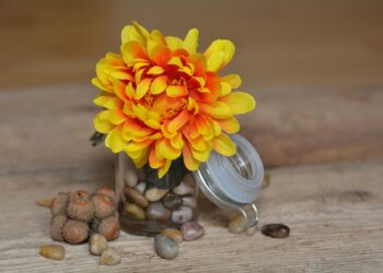 flower 686397 960 720.jpg