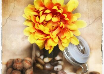 flower 686399 960 720.jpg