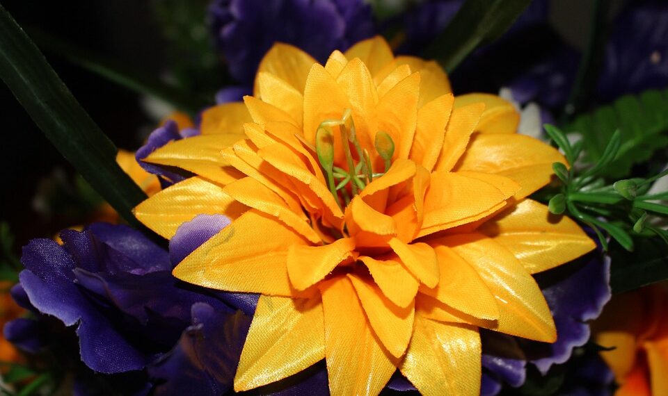 flower 7990677 960 720.jpg