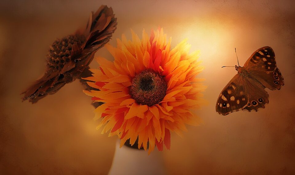 flowers 678176 960 720.jpg