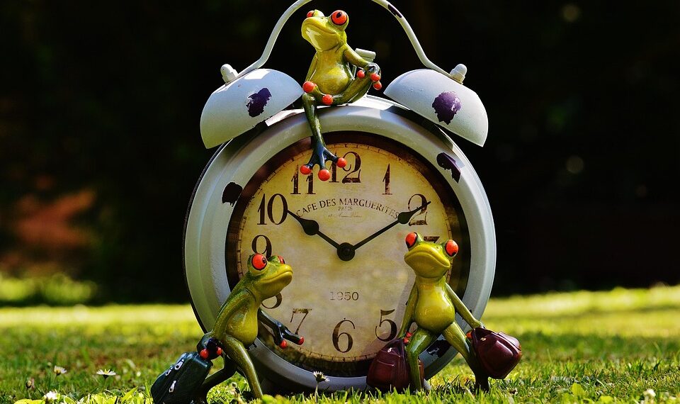 frogs 1407381 960 720.jpg