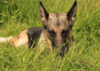 german shepherd 4546991 960 720.jpg