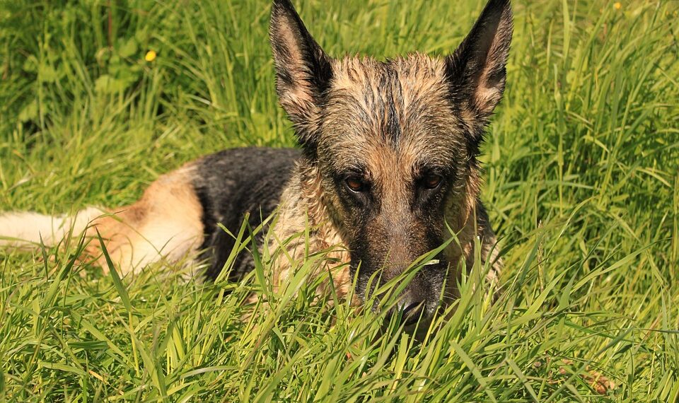 german shepherd 4546991 960 720.jpg