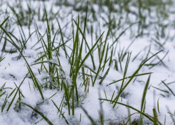 grass 3028454 960 720.jpg