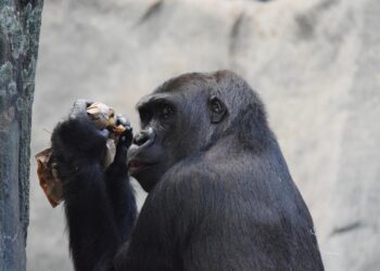 intelligent 4749116 960 720.jpg